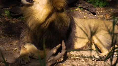 Close up lion relaxing Stock Footage 266673563