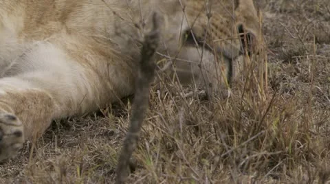 Close-up of lion resting Stock Footage 12648067