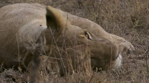Close-up of lion resting Stock Footage 12648115