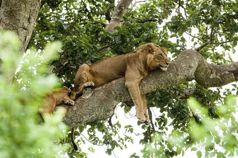 Close-up of a lion resting on the tree. Queen Elizabeth National Park, Uganda Stock Photos