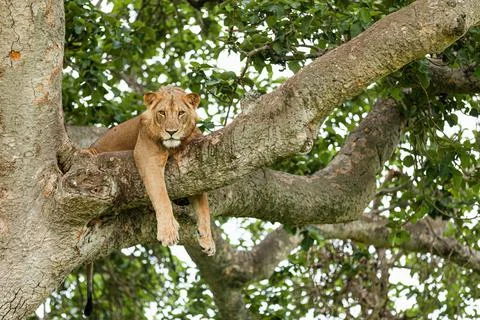 Close-up of a lion resting on the tree. Queen Elizabeth National Park, Uganda Stock Photos