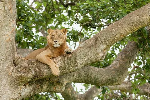 Close-up of a lion resting on the tree. Queen Elizabeth National Park, Uganda Stock Photos