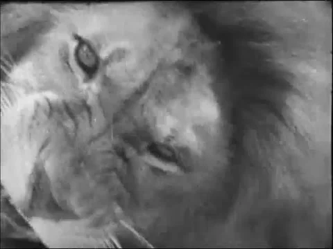 Close-up of  lion roaring, 1940s Video stock 65860402
