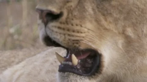 Close-up lion showing teeth and eyes Stock Footage 12648376