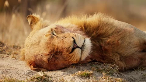 Close-up Of A Lion Sleeping In The Sun Stock-Footage 236960672