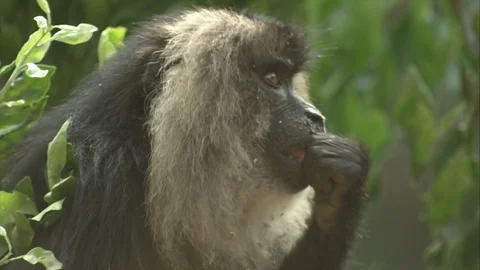 Close up Lion Tailed Macaque eating fruit Stock Footage 118863310