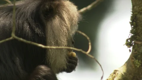 Close up of Lion Tailed Macaque eating in tree Stock Footage 118863428