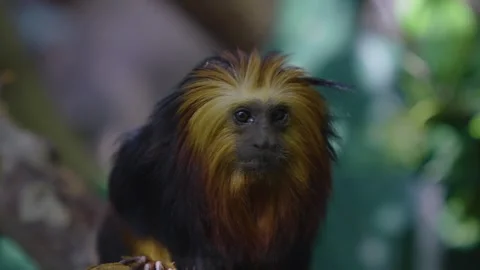  close up of a Lion Tamarin Monkey Stock Footage 241022290
