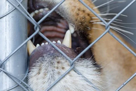 Close up of a lion teeth Stock Photos