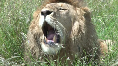Close up of a lion yawning. Stock Footage 27828591