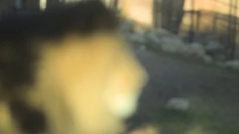 Close up of lion yawning Stock Footage 78032345