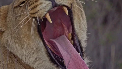 A close-up of a lion yawning Stock Footage 289191511