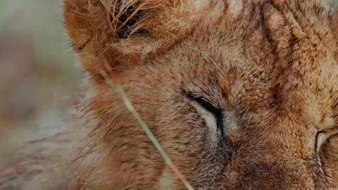 A close up of a lion yawning Stock Footage 326065393