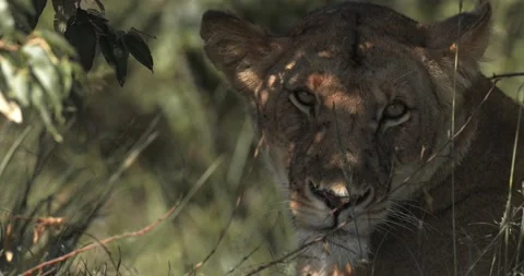 Close Up of a Lioness in a Bush Looking Into the Camera, Maasai Mara, 스톡 동영상 153261015