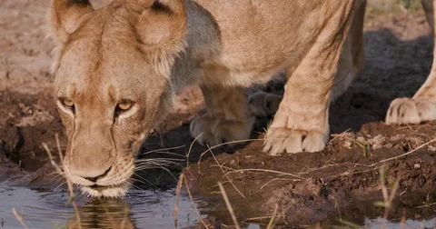 Close-up of lioness drinking, Botswana Vídeo Stock 85257723
