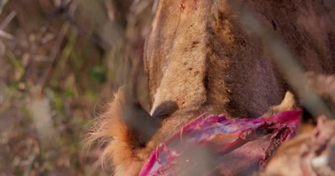 Close up of a lioness' ears as it digs into a zebra's stomach Vídeo Stock 308672609