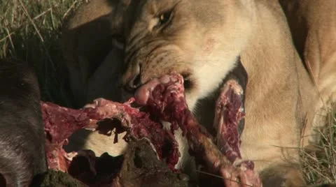 Close up of lioness eating Stock Footage 14821400