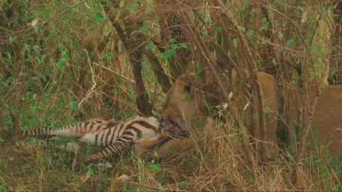 Close-up of a lioness eating Stock Footage 145569944