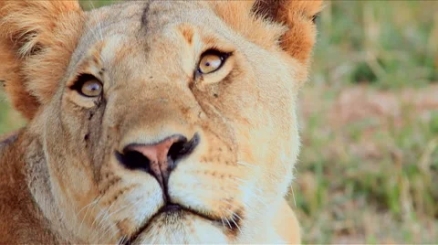 Close up of a lioness Stock Footage 44820915