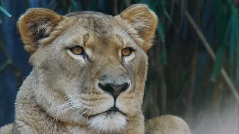 Close up of a lioness Stock Footage 132607965