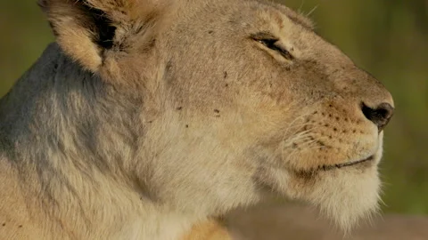 Close Up Lioness Stockbeeldmateriaal 244976660