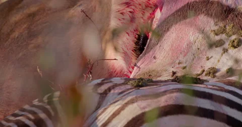 Close up of a lioness' head biting deep into the stomach of zebra kill Video stock 308672504