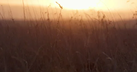 Close up of a lioness' head covered up in the grasslands Video stock 279053577