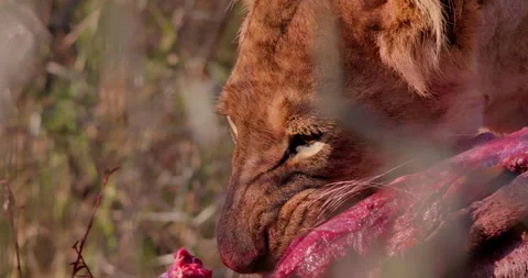Close up of a lioness' head feeding off a kill during the morning Stock Footage 308672647