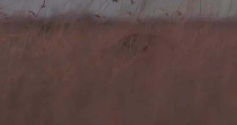 Close up of a lioness' head hidden in the grasslands scanning for prey Video stock 279053568