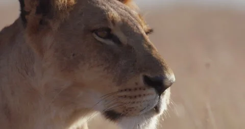 Close up of a lioness'  head looking around in the savanna Stock Footage 279050289