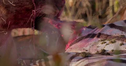 Close up of lioness' head pulling meat from the stomach of zebra kill Stock Footage 308672475