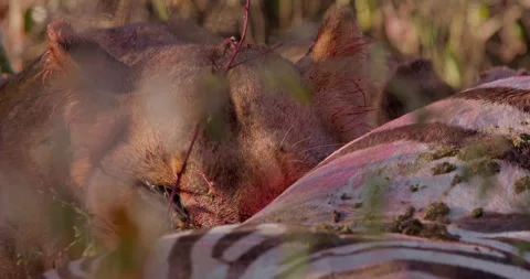 Close up of a lioness' head starring at camera while feeding on zebra Stock Footage 308672342