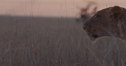 Close up of a lioness' head tracking and stopping to observe the prey Stock Footage 279053553