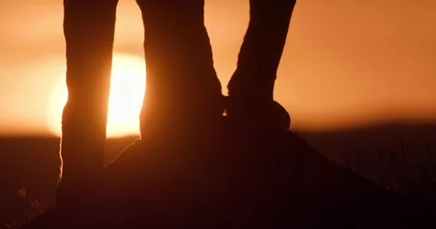 Close up of a Lioness' legs as it rests Video stock 279049770