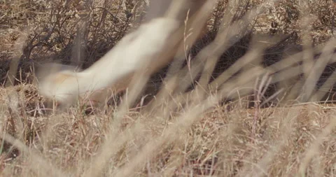 Close up of a lioness' legs moving through the grasslands Stock Footage 279051483