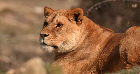 Close-up of lioness lying peacefully, looking around, slow motion 120 fps Stock Footage 251728758