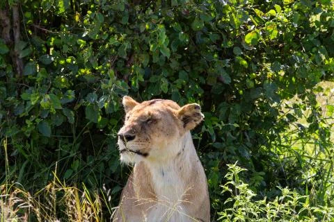 Close up of Lioness Stock Photos