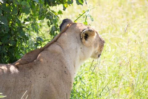 Close up of Lioness Stock Photos