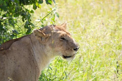 Close up of Lioness Stock Photos
