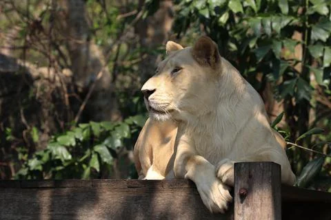 Close up Lioness relaxing in the afternoon Stock Photos