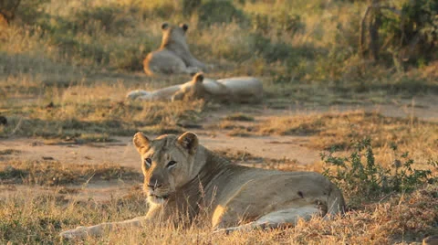 A close up of a lioness resting Stock Footage 23792902