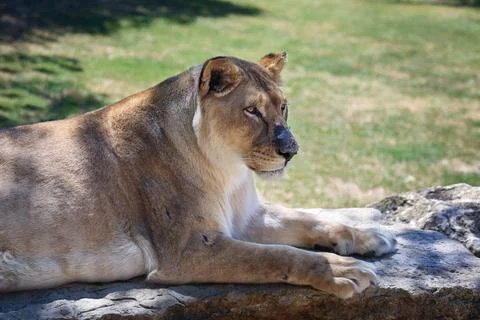 Close-up of a lioness resting on a stone ledge in the warm sunlight. Stock Photos