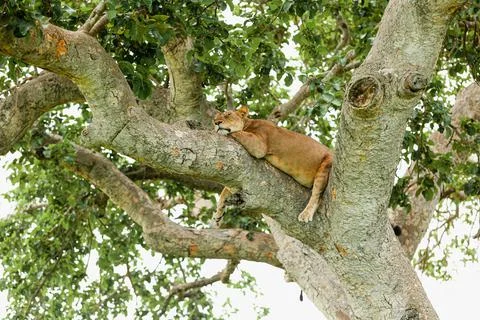 Close-up of a lioness sleeping on the tree. Queen Elizabeth National Park Stock Photos