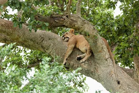 Close-up of a lioness sleeping on the tree. Queen Elizabeth National Park Stock Photos