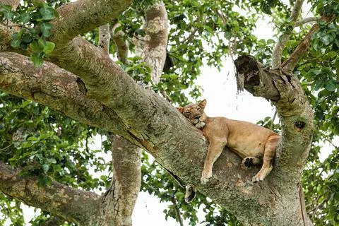Close-up of a lioness sleeping on the tree. Queen Elizabeth National Park Foto stock