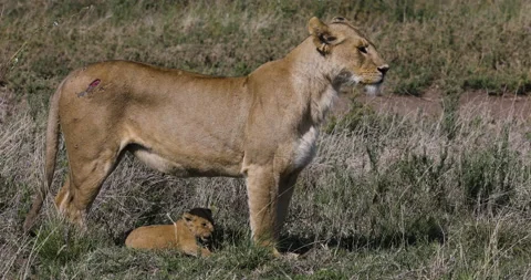 Close-up lioness standing with cute young cub lying at her feet in African Stock Footage 160902464