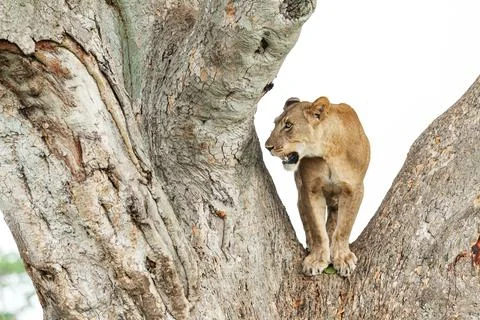 Close-up of a lioness standing on a tree, Queen Elizabeth National Park, Uganda Stock Photos