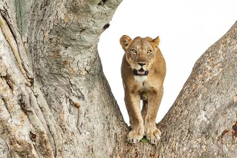 Close-up of a lioness standing on a tree, Queen Elizabeth National Park, Uganda Foto stock