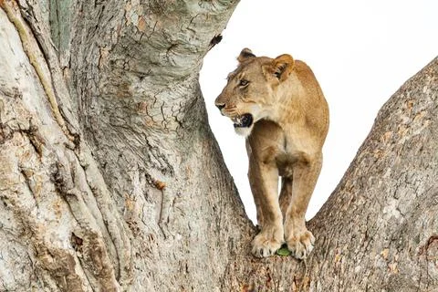 Close-up of a lioness standing on a tree, Queen Elizabeth National Park, Uganda Stock Photos