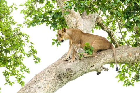 Close-up of a lioness on a tree. Side view. Queen Elizabeth National Park Stock Photos